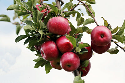 Använd alla äpplen från trädgården